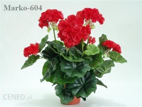 i-pelargonia-jak-zywa-613-1-czerwona